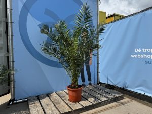 Palmboom - Phoenix Canariensis