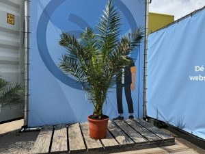 Palmboom - Phoenix Canariensis