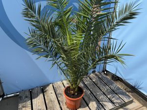 Palmboom - Phoenix Canariensis