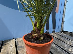 Palmboom - Phoenix Canariensis