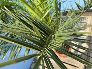 Palmboom - Phoenix Canariensis