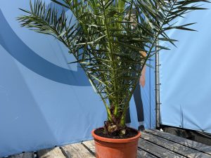 Palmboom - Phoenix Canariensis