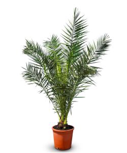 Palmboom - Phoenix Canariensis