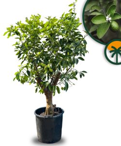 Limoenboom XL Citrus Latifolia - 200 cm