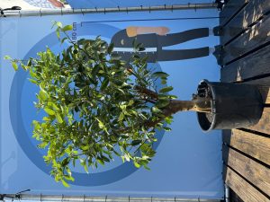 Limoenboom XL Citrus Latifolia - 200 cm