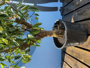 Limoenboom XL Citrus Latifolia - 200 cm