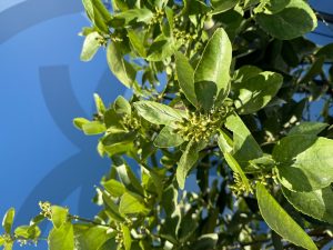 Limoenboom XL Citrus Latifolia - 200 cm