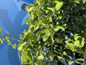Limoenboom XL Citrus Latifolia - 200 cm