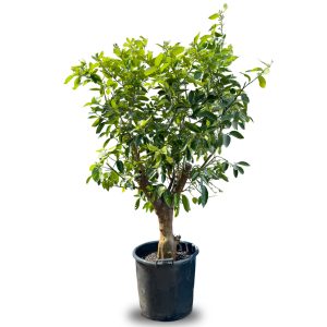 Limoenboom XL Citrus Latifolia - 200 cm