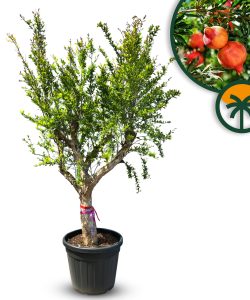 Granaatappelboom XXL - Punica Granatum - 220-240 cm