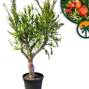 Granaatappelboom XXL - Punica Granatum - 220-240 cm