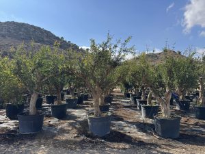 Granaatappelboom XXL - Punica Granatum - 220-240 cm