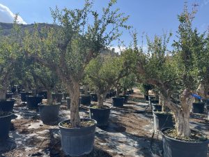 Granaatappelboom XXL - Punica Granatum - 220-240 cm