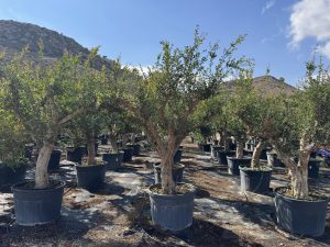 Granaatappelboom XXL - Punica Granatum - 220-240 cm