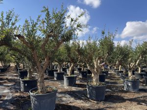 Granaatappelboom XXL - Punica Granatum - 220-240 cm