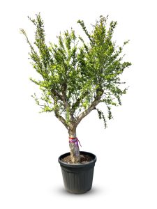 Granaatappelboom XXL - Punica Granatum - 220-240 cm