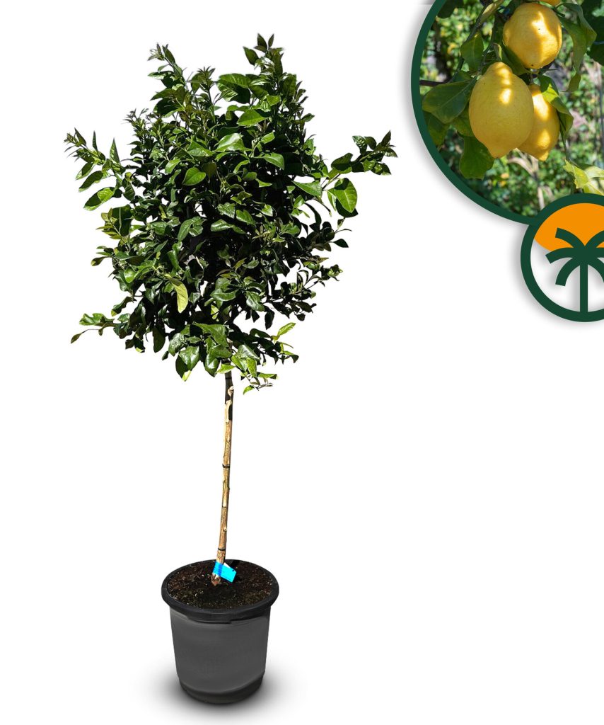 Citroenboom - Citrus Lemon - 160 cm
