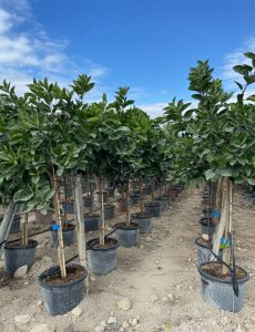 Citroenboom - Citrus Lemon - 160 cm