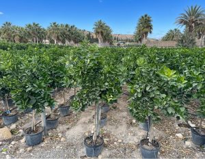 Citroenboom - Citrus Lemon - 160 cm