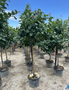 Citroenboom - Citrus Lemon - 160 cm