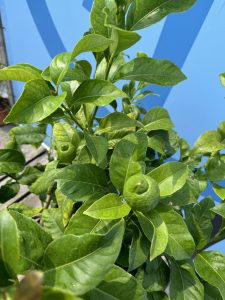 Citroenboom - Citrus Lemon - 160 cm