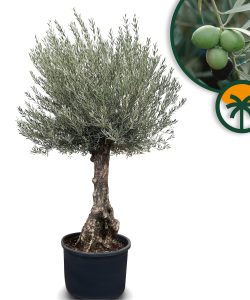 Olijfboom - Olea Europaea - Bonsai - 80 jaar oude boom
