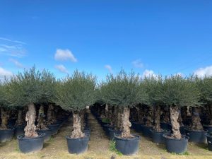 Olijfboom - Olea Europaea - Bonsai - 80 jaar oude boom