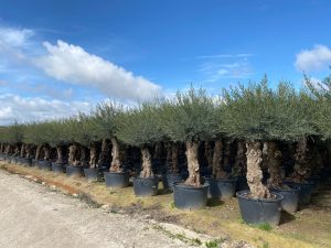 Olijfboom - Olea Europaea - Bonsai - 80 jaar oude boom