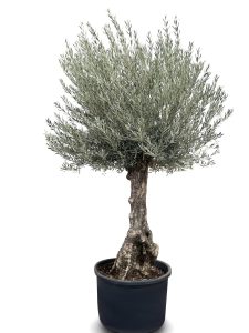 Olijfboom - Olea Europaea - Bonsai - 80 jaar oude boom