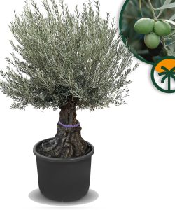 Olijfboom - Olea Europaea - Bonsai - 100 jaar