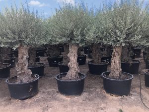 Olijfboom - Olea Europaea - Bonsai - 100 jaar