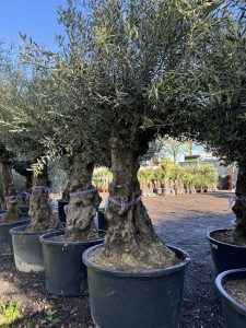 Olijfboom - Olea Europaea - Bonsai - 100 jaar