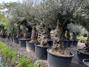 Olijfboom - Olea Europaea - Bonsai - 100 jaar