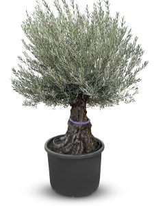 Olijfboom - Olea Europaea - Bonsai - 100 jaar