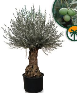 Olijfboom - Olea Europaea - Bonsai - 120 jaar oude boom - 240 cm