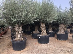 Olijfboom - Olea Europaea - Bonsai - 120 jaar oude boom - 240 cm