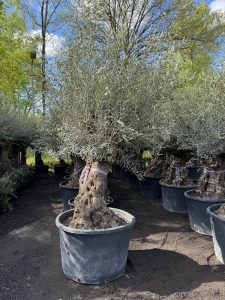 Olijfboom - Olea Europaea - Bonsai - 120 jaar oude boom - 240 cm