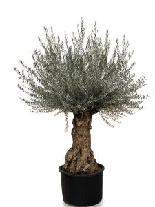 Olijfboom - Olea Europaea - Bonsai - 120 jaar oude boom - 240 cm