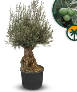 Olijfboom - Olea Europaea - Bonsai - 140 jaar oud - 240 cm