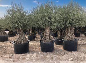 Olijfboom - Olea Europaea - Bonsai - 140 jaar oud - 240 cm