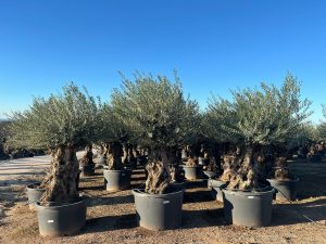 Olijfboom - Olea Europaea - Bonsai - 140 jaar oud - 240 cm