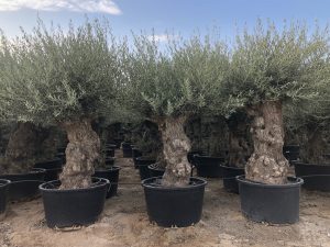 Olijfboom - Olea Europaea - Bonsai - 140 jaar oud - 240 cm