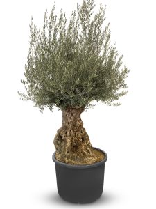 Olijfboom - Olea Europaea - Bonsai - 140 jaar oud - 240 cm