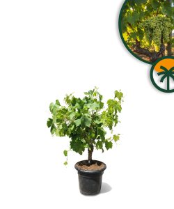 Druivenboom op stam - Vitis vinifera - 50 cm