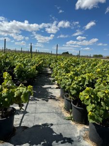 Druivenboom op stam - Vitis vinifera - 50 cm