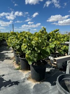 Druivenboom op stam - Vitis vinifera - 50 cm