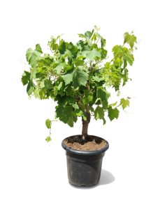 Druivenboom op stam - Vitis vinifera - 50 cm