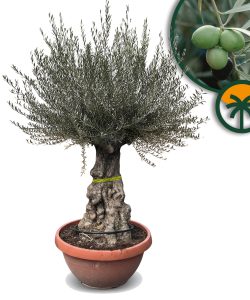 Olijfboom - Olea Europaea - Bonsai in deco schaal - 100 jaar - 220 cm