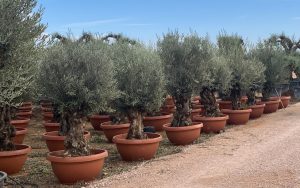 Olijfboom - Olea Europaea - Bonsai in deco schaal - 100 jaar - 220 cm