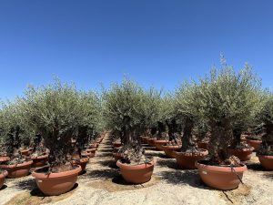 Olijfboom - Olea Europaea - Bonsai in deco schaal - 100 jaar - 220 cm